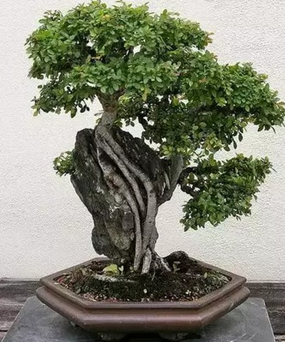 做附石式桩景的两种方法1