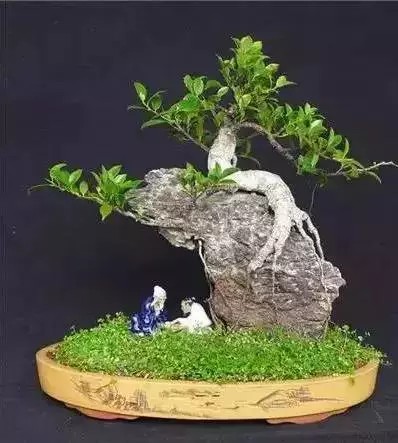 树木附石盆景5