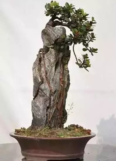 树木附石盆景