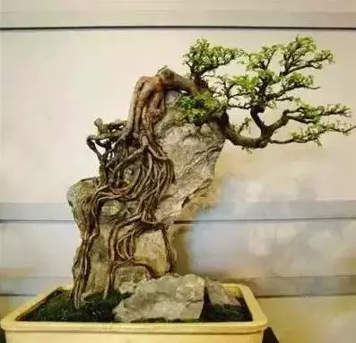 树木附石盆景7
