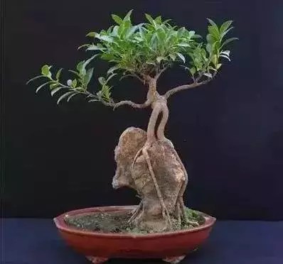 树木附石盆景6