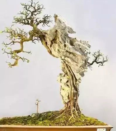 树木附石盆景4
