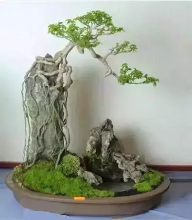 树木附石盆景3
