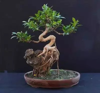树木附石盆景1