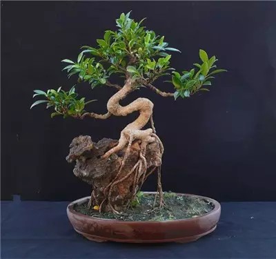 大师级附石盆景造型艺术1