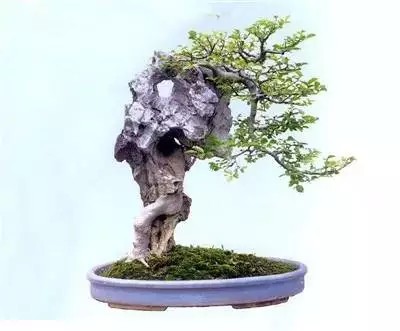 大师级附石盆景造型艺术7