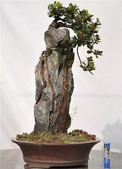 大师级附石盆景造型艺术3