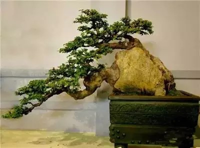 大师级附石盆景造型艺术15