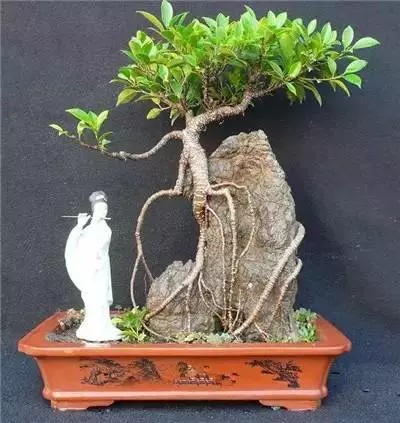 大师级附石盆景造型艺术8