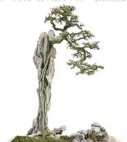 精致的附石盆景1