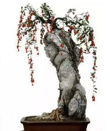 精致的附石盆景4