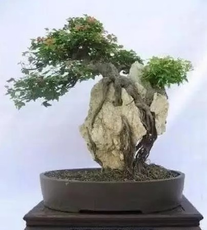 精致的附石盆景2