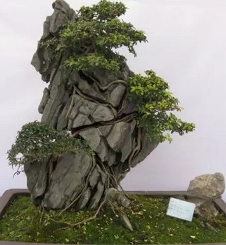 桩景附石盆景集锦7