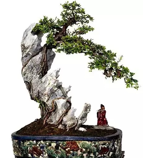 桩景附石盆景集锦10