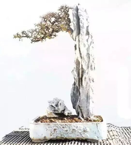 桩景附石盆景集锦12