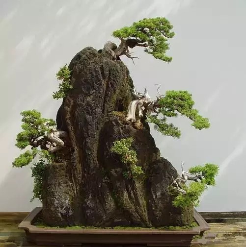 桩景附石盆景集锦4