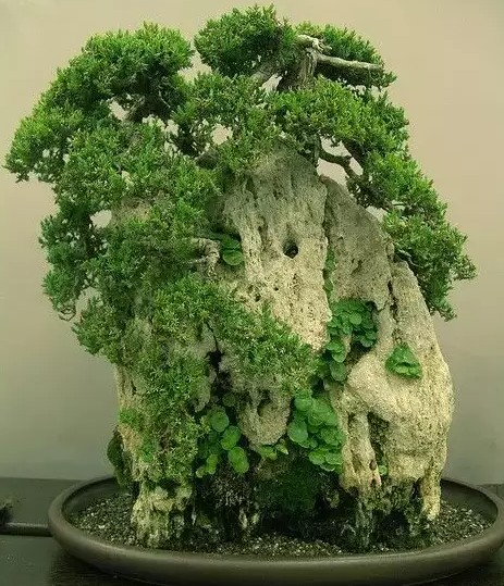 桩景附石盆景集锦8