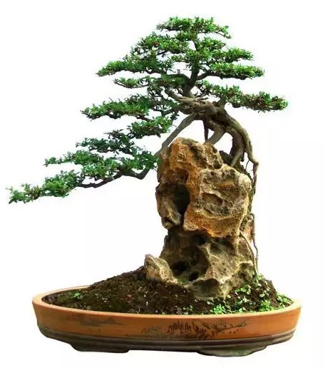 桩景附石盆景集锦13