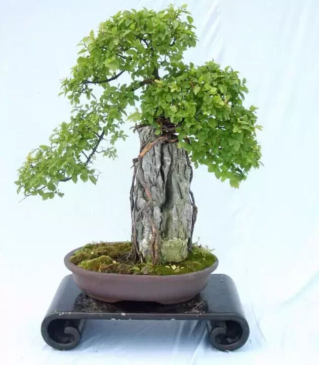 桩景附石盆景集锦3