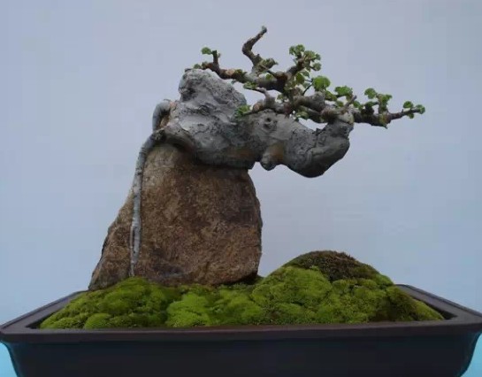 附石式盆景——大众的青睐7