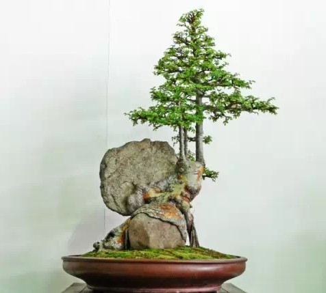 附石式盆景——大众的青睐4