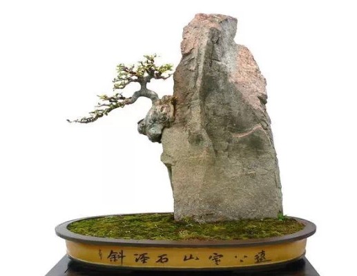 附石式盆景——大众的青睐2