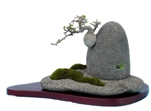 附石式盆景——大众的青睐1