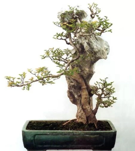 附石盆景艺术要求较高，山野气味浓厚4