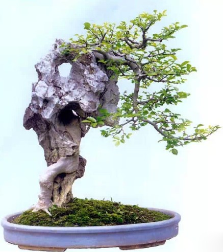 附石盆景艺术要求较高，山野气味浓厚6
