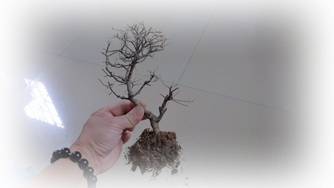 微型盆景制作教程8