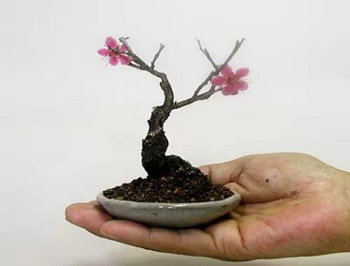 微型盆景的艺术特色和审美价值3