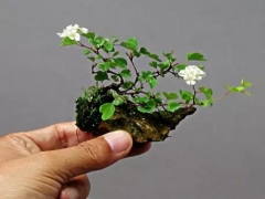 微型盆景的艺术特色和审美价值