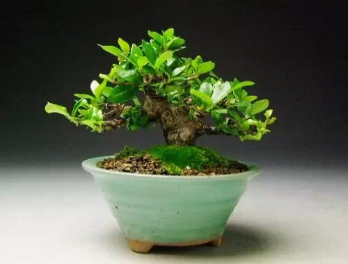 微型盆景的艺术特色和审美价值10