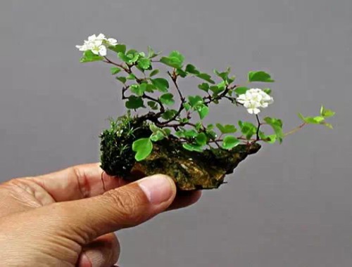 微型盆景的艺术特色和审美价值1