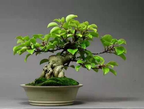 微型盆景的艺术特色和审美价值4