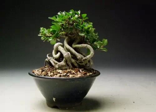 微型盆景的趣味特点及发展前景8