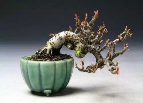 微型盆景的趣味特点及发展前景10