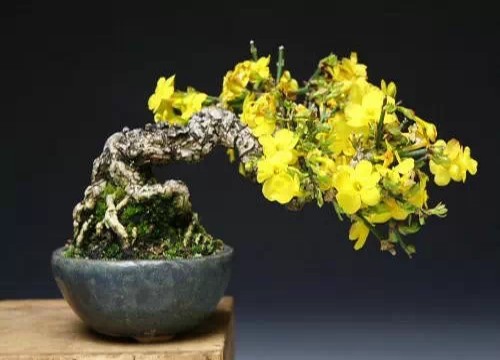 微型盆景的趣味特点及发展前景2