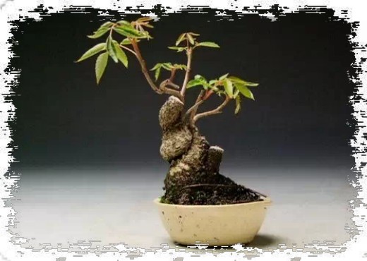 创作微型组合盆景的注意事项4