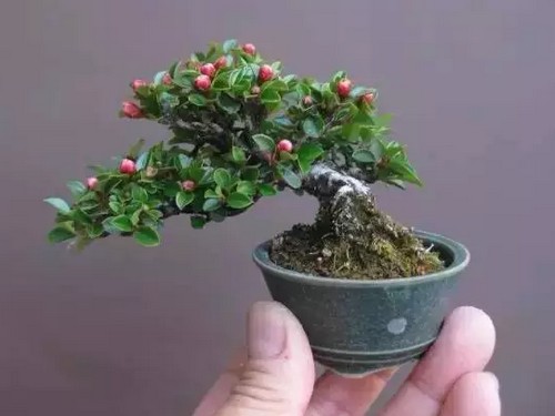 微型盆景制作方法