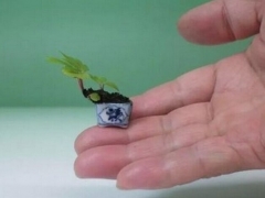 微型盆景的制作与养护