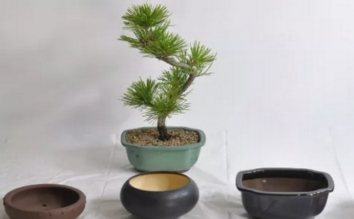 微型盆景怎么换盆