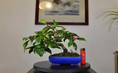 微型盆景批发市场前景分析