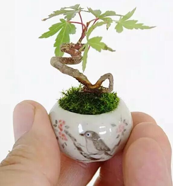 迷你微型盆景制作