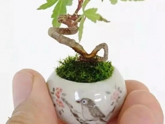 迷你微型盆景制作