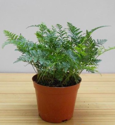 狼尾蕨（龙爪蕨）迷你小盆栽2