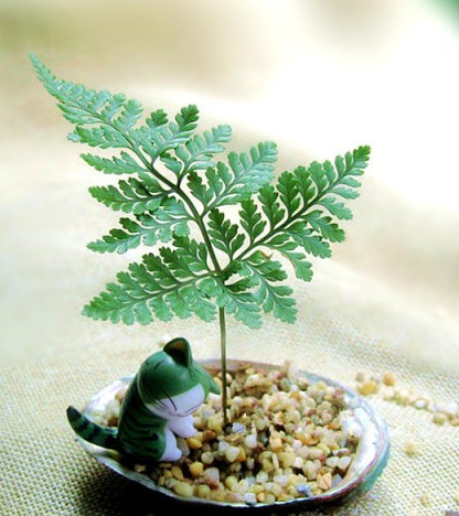 狼尾蕨（龙爪蕨）迷你小盆栽3