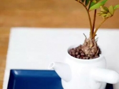 精致的迷你小盆栽——一壶绿茶