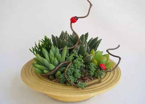 飞鸟鱼多肉植物微观盆景2
