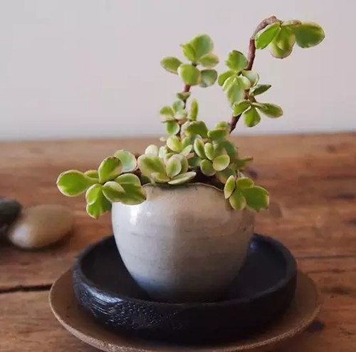飞鸟鱼多肉植物微观盆景5